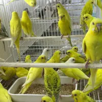 هلندی|پرنده|قشم, |دیوار