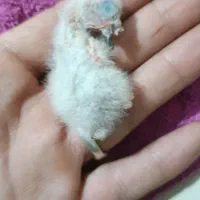 جوجه کاسکو سرلاکی