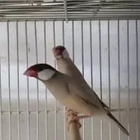 معاوضه جفت فنچ نرگسی با مرغ محلی یا کفتر کمسفید