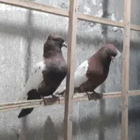 سرته