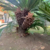 فروش سیکاس بالغ و کمیاب