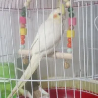 عروس هلندی نر همراه با قفس و تاب