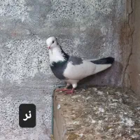 کبوتر زینتی و معمولی|پرنده|رودسر, |دیوار