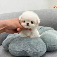 هاپو فنجونی|سگ|اردبیل, |دیوار