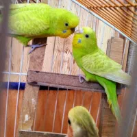 مرغ عشق|پرنده|مرودشت, مسجد رسول‎|دیوار