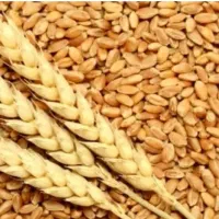 خریدار  گندم
