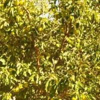 باغ ومزارع