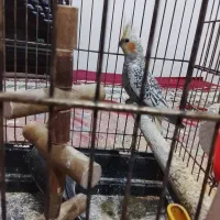 یک جفت عروس هلندی باقفس ولوازم