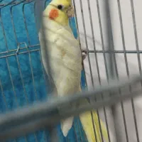 جفت عروس هلندی کار داده جوان و دستی