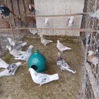 کفتر هما پرشی|پرنده|تهران, افسریه جنوبی|دیوار