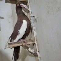 یهودی سرخ کبوتر