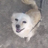 سگ ماده