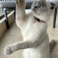 اسکاتیش فولد بلو ماده