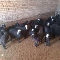 خوراک به صرفه بره بزغاله میش بز گاو و گوساله