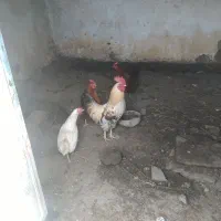 خروس ۱.۵ ساله معاوضه با۵ تا جوجه ی ۱ماهه