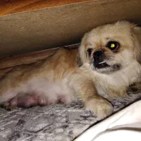 پکنیز 4 ساله مولد