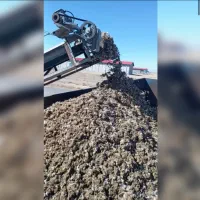 فروش کود مرغی قفسی تخمگزار ارسال عمده