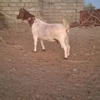 یه بز دوقلوها آبستن بادو کهره نر