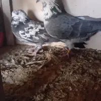 جفت نروماده