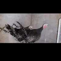 بوقلمون نر و ماده تعداد ۲۰عدد