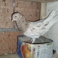 کبوتر|پرنده|علی‌آباد کتول, |دیوار