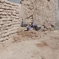 کبوتر|پرنده|طبس, |دیوار
