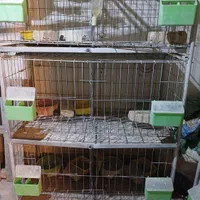 قفص قفس برای کبوتر خرقه دمگیر مرغ خروس|لوازم جانبی حیوانات|اصفهان, رزمندگان|دیوار