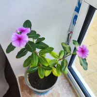 گلها فروشی