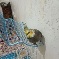 عروس هلندی گمشده در دهخدا کههنه قبرستان