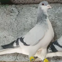 کبوتررنگی پرنده|پرنده|بوئین زهرا, |دیوار