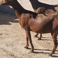 دوراس بز مورسیاه درجه یک