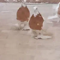 گمشده