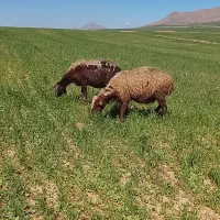 گوسفند میش کاور بره