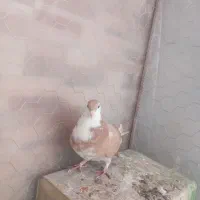 کبوتر کوهبنان