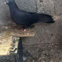 سیاه نر کاکلی مورباش ماده