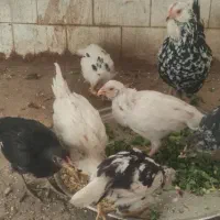 مرغ و جوجه گلین