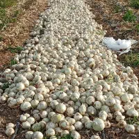 سرگروه کاریگری پیاز کنی تک 10چرخ ترلی خاور ودیگر|خدمات باغبانی و درختکاری|جیرفت, |دیوار