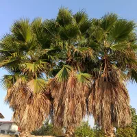درخت پالم واشنگتن 12 ساله هشت متری نصف قیمت
