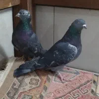 کبوتر|پرنده|اصفهان, ارغوانیه|دیوار