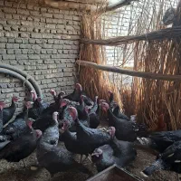 بوقلمون وغاز