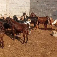 فروش 37رس بز