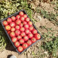 خریدار گوجه ربی