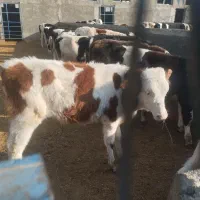 ۲۲عدد گوساله دورگ سیمینتال جنس باب داشت|حیوانات مزرعه|پیشوا, |دیوار