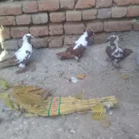 سه عددککیلی بفروش میرسد یامعاوضه میشود