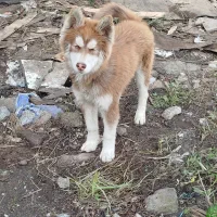 واگذاری سگ هاسکی|سگ|آمل, |دیوار