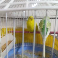 عروس هلندی و مرغ عشق|پرنده|الوند, |دیوار