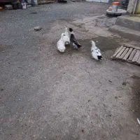 اردک و بوقلمون