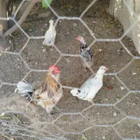 مرغ و خروس گلین|حیوانات مزرعه|کنار تخته و کمار, |دیوار