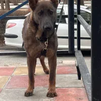 توله ژرمن ۸ماه ورک لاین