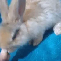 خرگوش لوپ اصیل